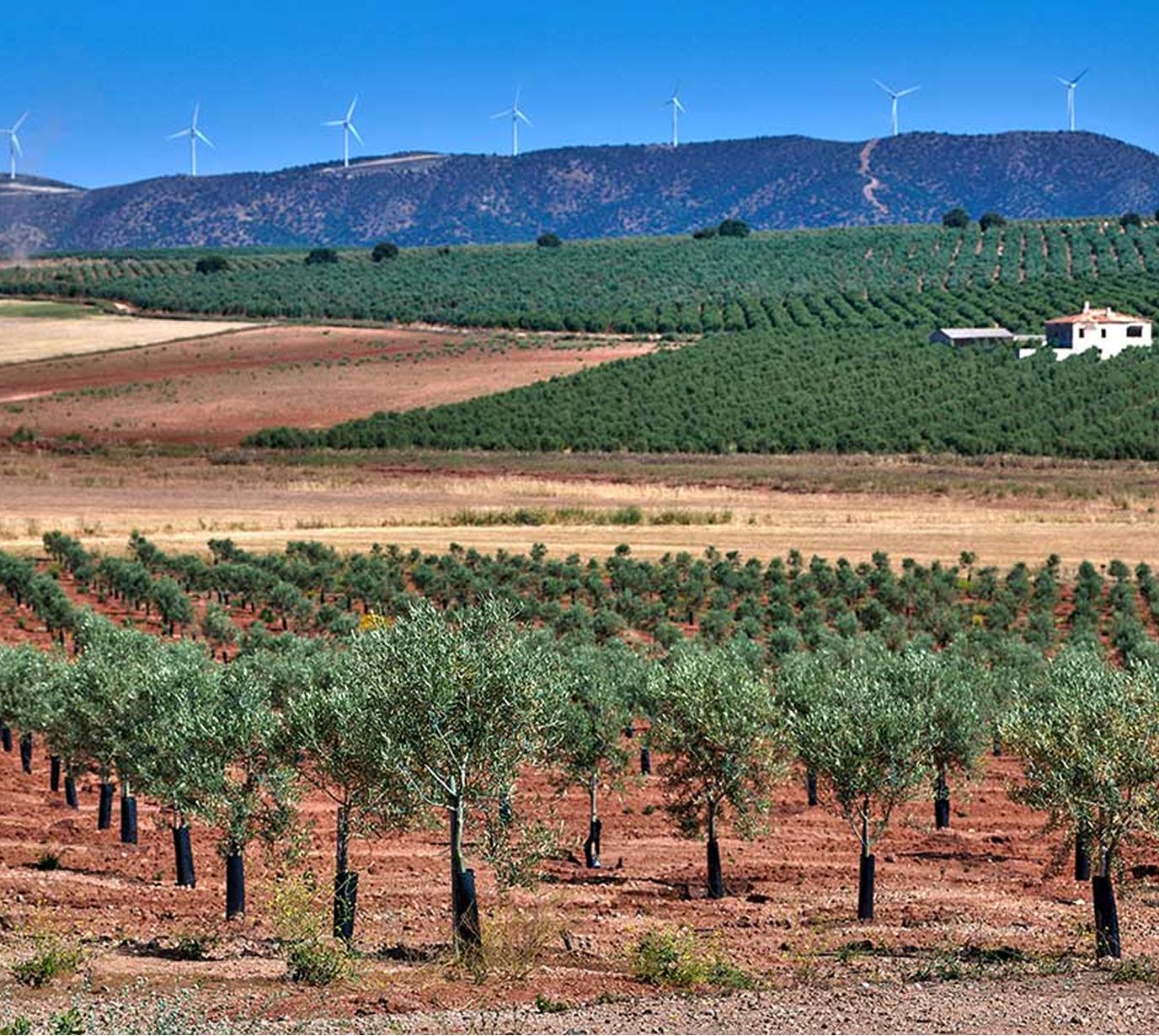 landscape photograph of olive oil vineyard